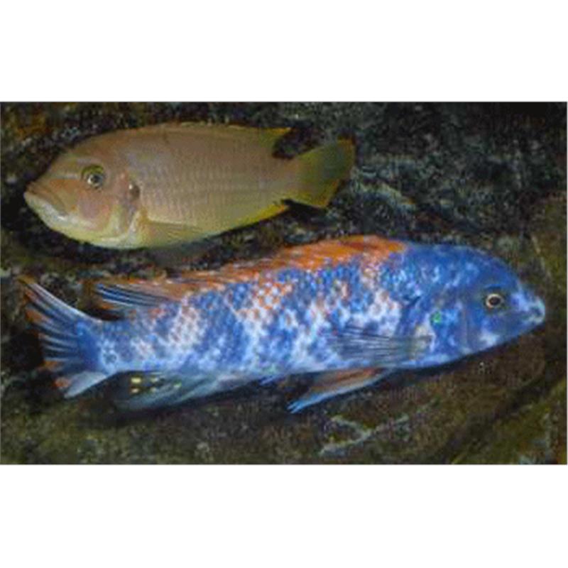 Labeotropheus trewavasae marmelade - imagine 5